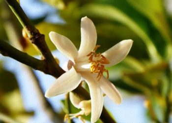 العفة، من ثمار الروح