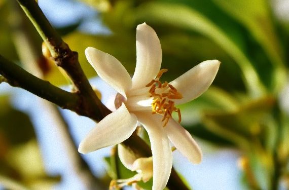 العفة، من ثمار الروح