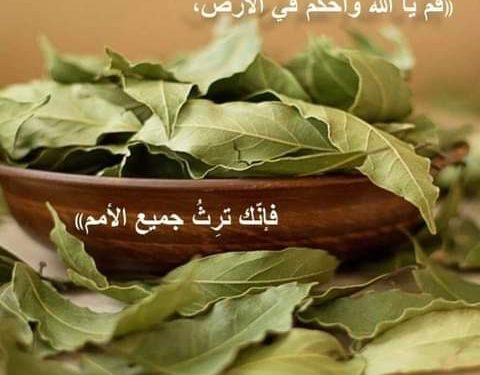 لماذا يرشون ورق الغار يوم سبت النور في الكنيسة (الطقس البيزنطي الشرقي)؟