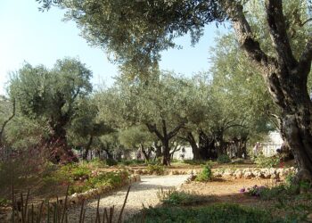 بستان جَثْسَيْمَانِي حيث صلى الرب يسوع قبل آلامه