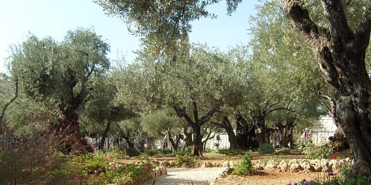 بستان جَثْسَيْمَانِي حيث صلى الرب يسوع قبل آلامه