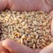 حبَّة القمح