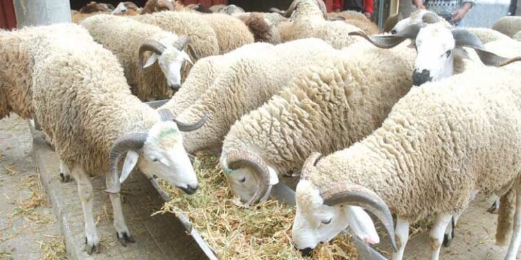 صلاة على المواشي