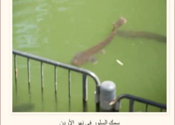 سمك السلور المعجزة في نهر الأردن