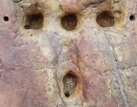 الدّبابير حمت كنيسة المهد وثُقِب عمودها على هيئة صليب